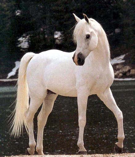konik.jpg
