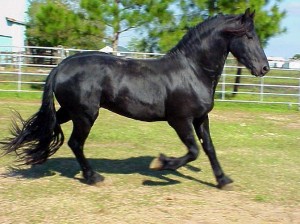 Horse.jpg